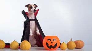 Ghost Prints: Dog in a vampire cloak and jack-o-lantern on a white background
