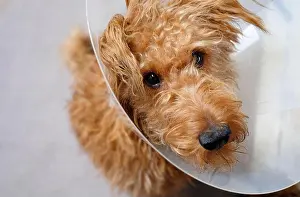 Veterinary Prints: dog wearing protective cone collar after surgery