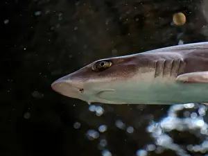 Dogfish Prints: A dogfish shark underwater close up portrait
