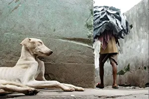 West Bengal Prints: Dogs die due to bad environment