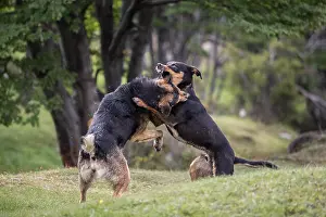 Alertness Prints: Two dogs fighting in part