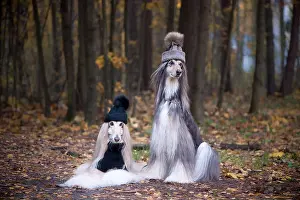 Long Haired Prints: Dogs, Two funny, very cute Afghan hounds hats and scarves on the background of the forest