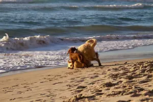 Surfers Prints: Dogs playing on Llandudno beach, Cape Town