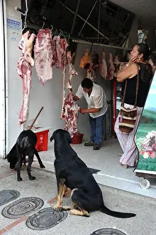 Two dogs waiting outside a butcher's shop in Silvania village, Colombia, South America