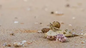 Crawls Prints: Doha, Qatar-January 18, 2025: A close-up of a hermit crab