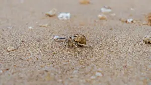 Crawls Prints: Doha, Qatar-January 18, 2025: A close-up of a hermit crab
