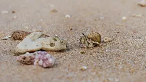 Crawls Prints: Doha, Qatar-January 18, 2025: A close-up of a hermit crab