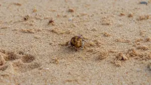 Crawls Prints: Doha, Qatar-January 18, 2025: A close-up of a hermit crab