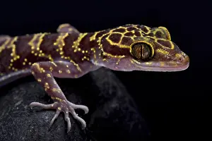 Doi Suthep Bent-toed gecko, Cyrtodactylus doisuthep