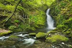 Ferns Prints: Dolgoch Falls, Gwynedd, Wales, UK