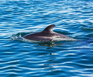 Wild Animals Prints: Dolphin