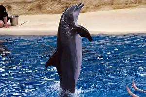 Cetacean Prints: Dolphin show at Brookfield Zoo