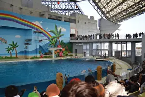 Amusement Prints: Dolphin dance in Sea aquarium: Biggest collection of fishes and sea animal in japanese aquarium