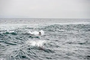 Shimmering Prints: Dolphin Jumps From The Water Behind Boat in Santa Barbara Channel