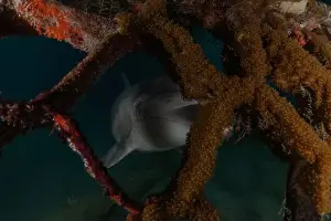 Divers Prints: Dolphin swimming in the Red Sea, Eilat Israel