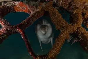 Divers Prints: Dolphin swimming in the Red Sea, Eilat Israel
