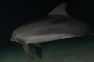Divers Prints: Dolphin swimming in the Red Sea, Eilat Israel