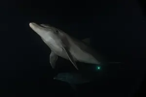 Divers Prints: Dolphin swimming in the Red Sea, Eilat Israel