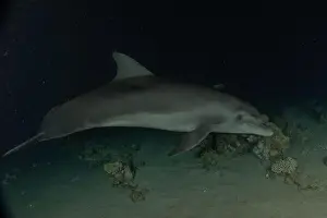 Divers Prints: Dolphin swimming in the Red Sea, Eilat Israel
