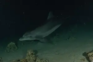 Divers Prints: Dolphin swimming in the Red Sea, Eilat Israel