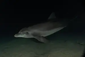 Divers Prints: Dolphin swimming in the Red Sea, Eilat Israel