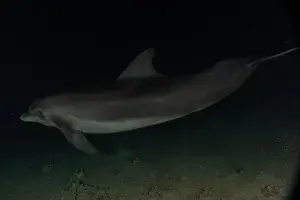 Divers Prints: Dolphin swimming in the Red Sea, Eilat Israel