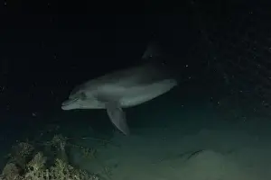 Divers Prints: Dolphin swimming in the Red Sea, Eilat Israel