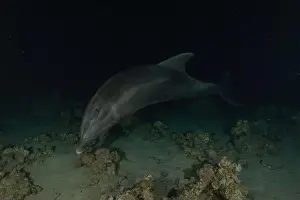 Divers Prints: Dolphin swimming in the Red Sea, Eilat Israel