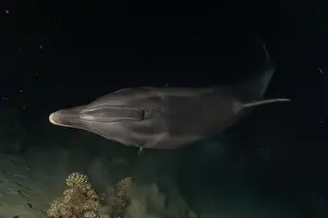 Divers Prints: Dolphin swimming in the Red Sea, Eilat Israel