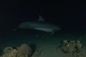 Divers Prints: Dolphin swimming in the Red Sea, Eilat Israel