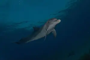 Dolphin swimming in the Red Sea, Eilat Israel
