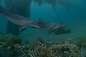 Divers Prints: Dolphin swimming in the Red Sea, Eilat Israel