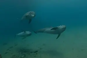 Divers Prints: Dolphin swimming in the Red Sea, Eilat Israel