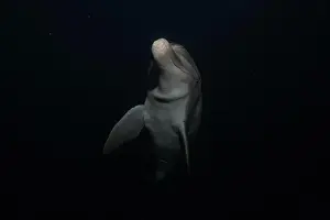Divers Prints: Dolphin swimming in the Red Sea, Eilat Israel