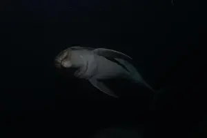 Divers Prints: Dolphin swimming in the Red Sea, Eilat Israel