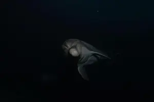 Divers Prints: Dolphin swimming in the Red Sea, Eilat Israel