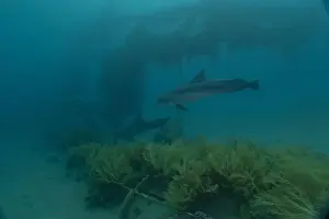 Divers Prints: Dolphin swimming in the Red Sea, Eilat Israel