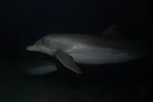 Divers Prints: Dolphin swimming in the Red Sea, Eilat Israel