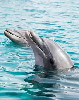 Nostrils Prints: Dolphins poking their heads out of water