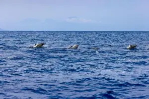 Dolphins Prints: Dolphins in the sea near Lovina, Bali, Indonesia