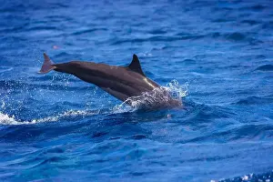 Dolphins Prints: Dolphins in the sea near Lovina, Bali, Indonesia