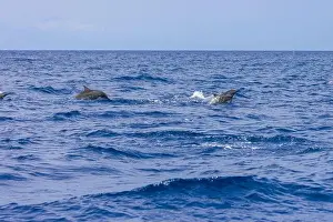 Dolphins Prints: Dolphins in the sea near Lovina, Bali, Indonesia