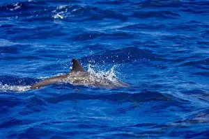 Dolphins Prints: Dolphins in the sea near Lovina, Bali, Indonesia