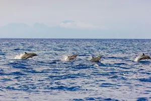 Dolphins Prints: Dolphins in the sea near Lovina, Bali, Indonesia