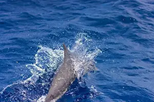Dolphins Prints: Dolphins in the sea near Lovina, Bali, Indonesia