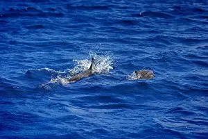 Dolphins Prints: Dolphins in the sea near Lovina, Bali, Indonesia