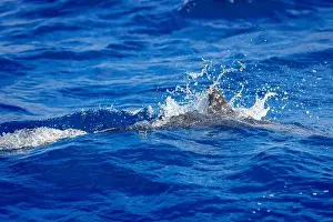 Dolphins Prints: Dolphins in the sea near Lovina, Bali, Indonesia