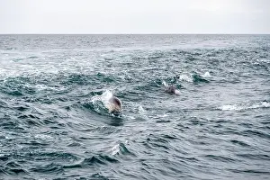 Shimmering Prints: Dolphins Splash In The Waves Of Pacific Ocean off the California Coast