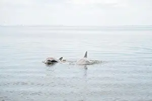 Open Water Prints: Two dolphins swim and surface in calm ocean waters