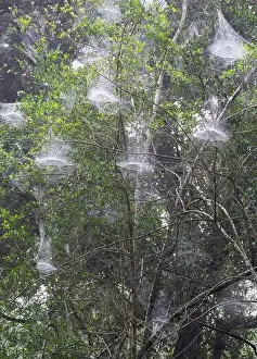 Spiders Prints: Dome nets of basilica orb-weaver spiders (Mecynogea lemniscata) covered by morning dew